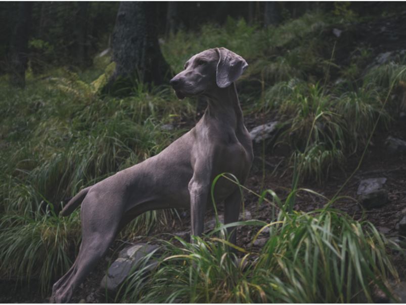 perro